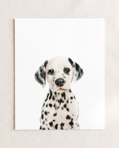 The Baby Animals 2026 Collection
