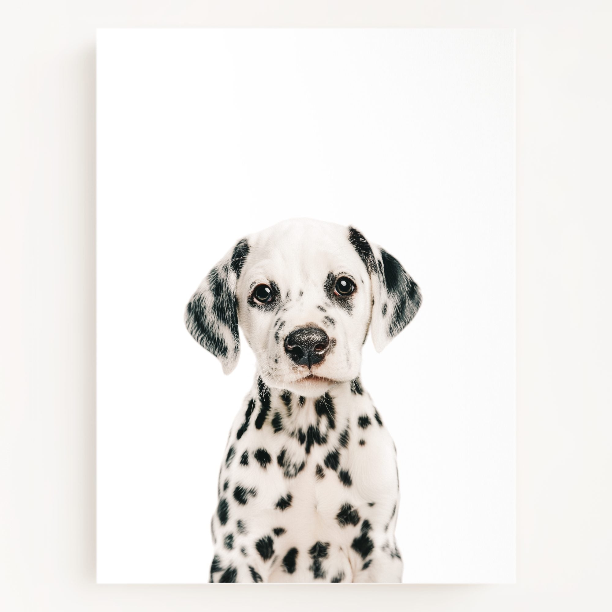 The Baby Animals 2026 Collection