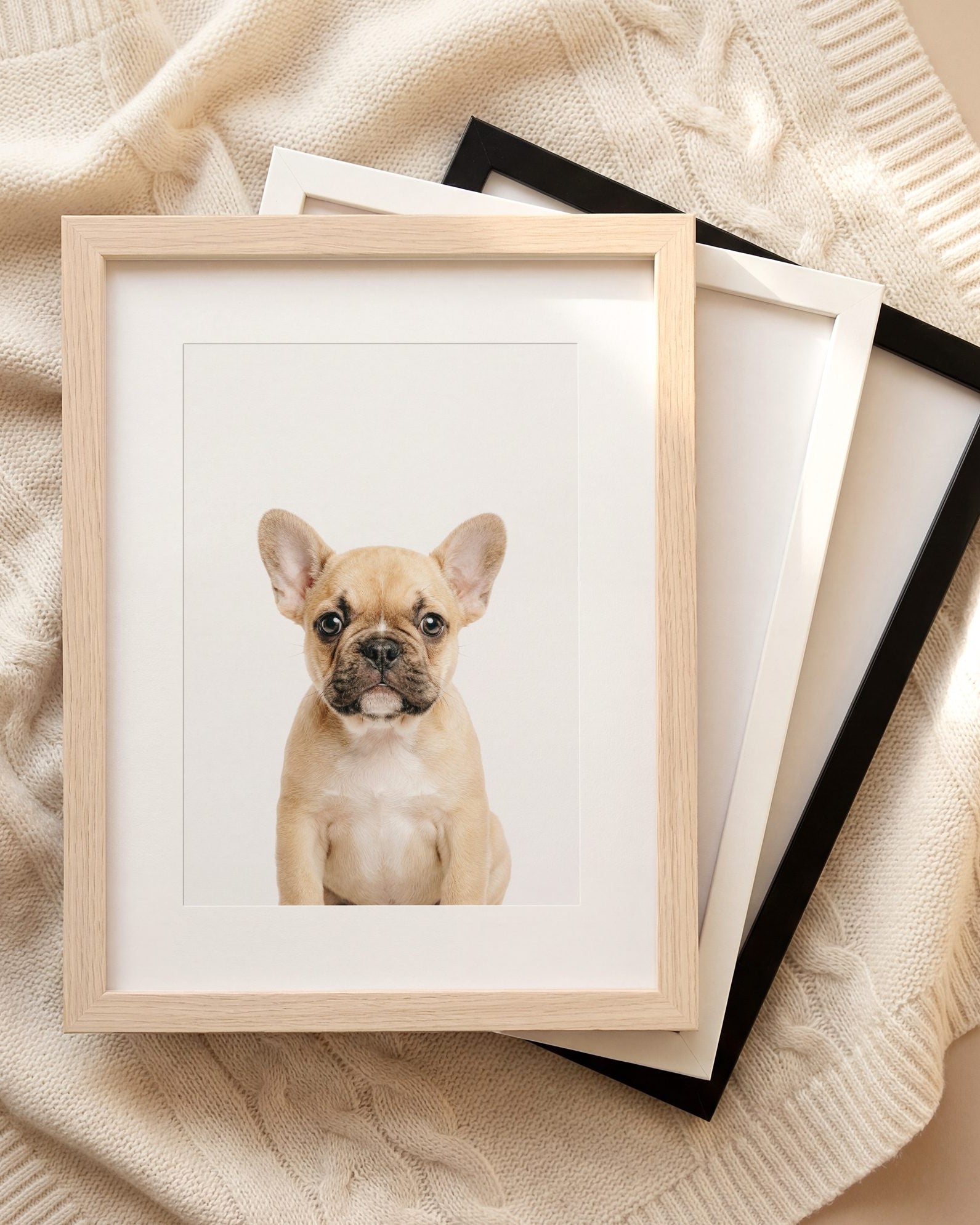 The Baby Animals 2026 Collection