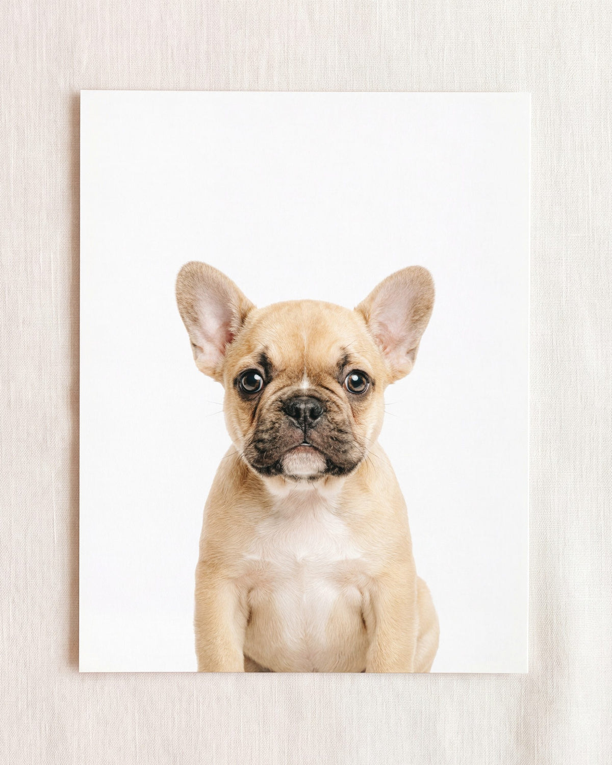 The Baby Animals 2026 Collection