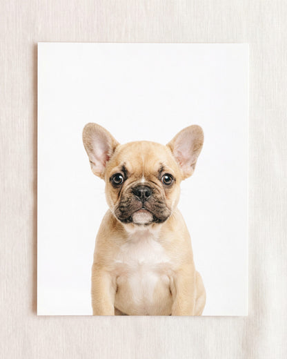 The Baby Animals 2026 Collection