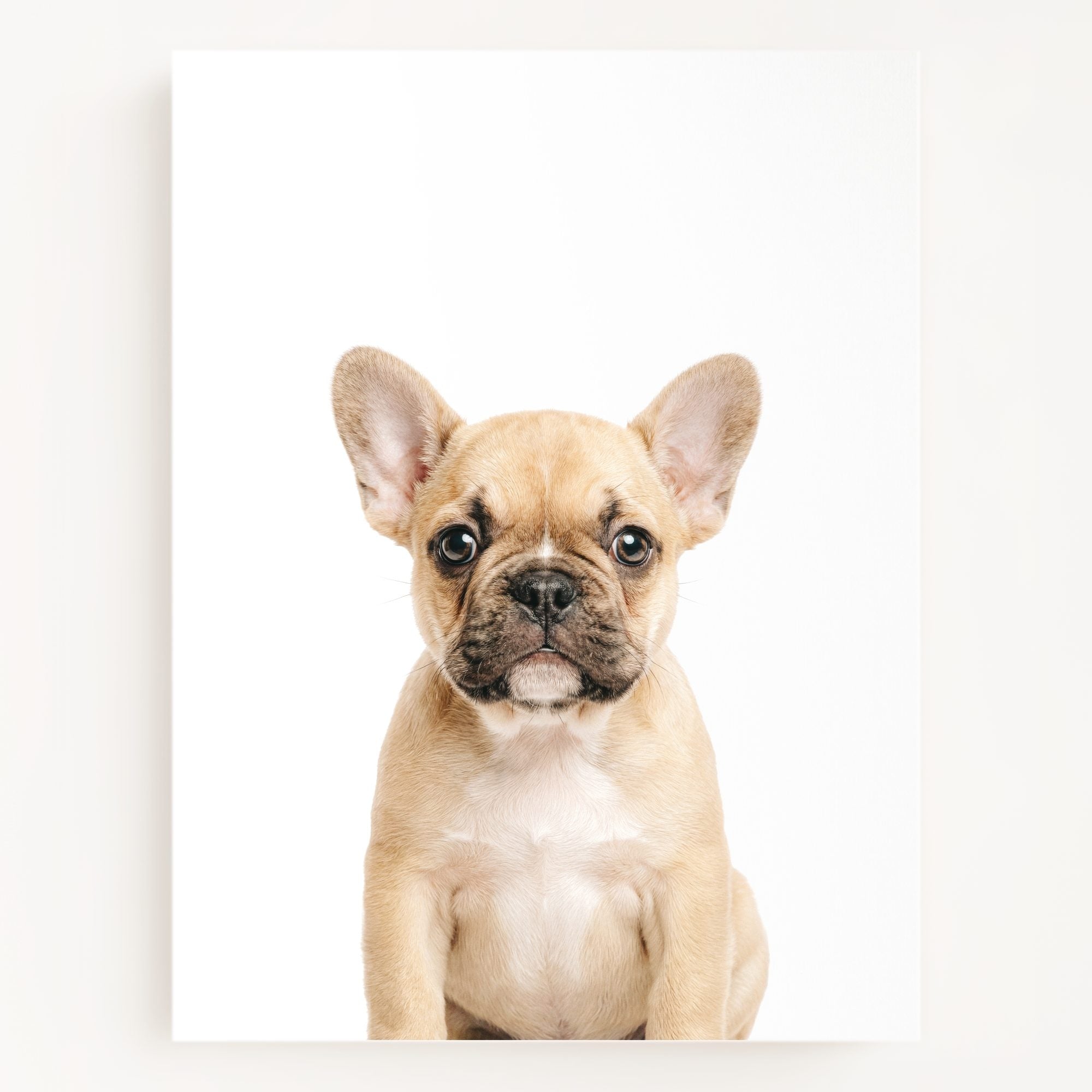 The Baby Animals 2026 Collection