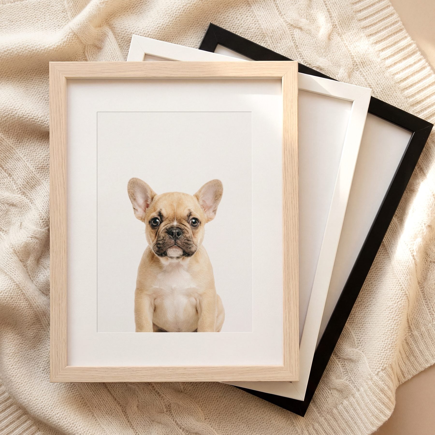 The Baby Animals 2026 Collection