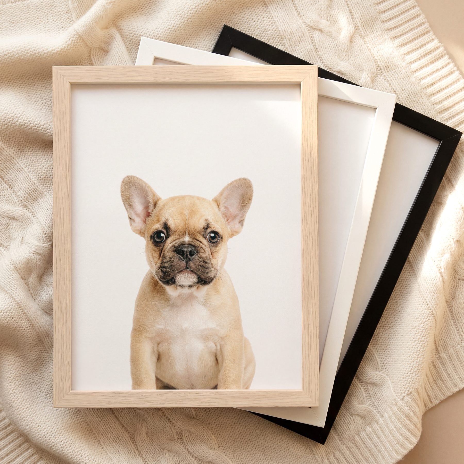 The Baby Animals 2026 Collection