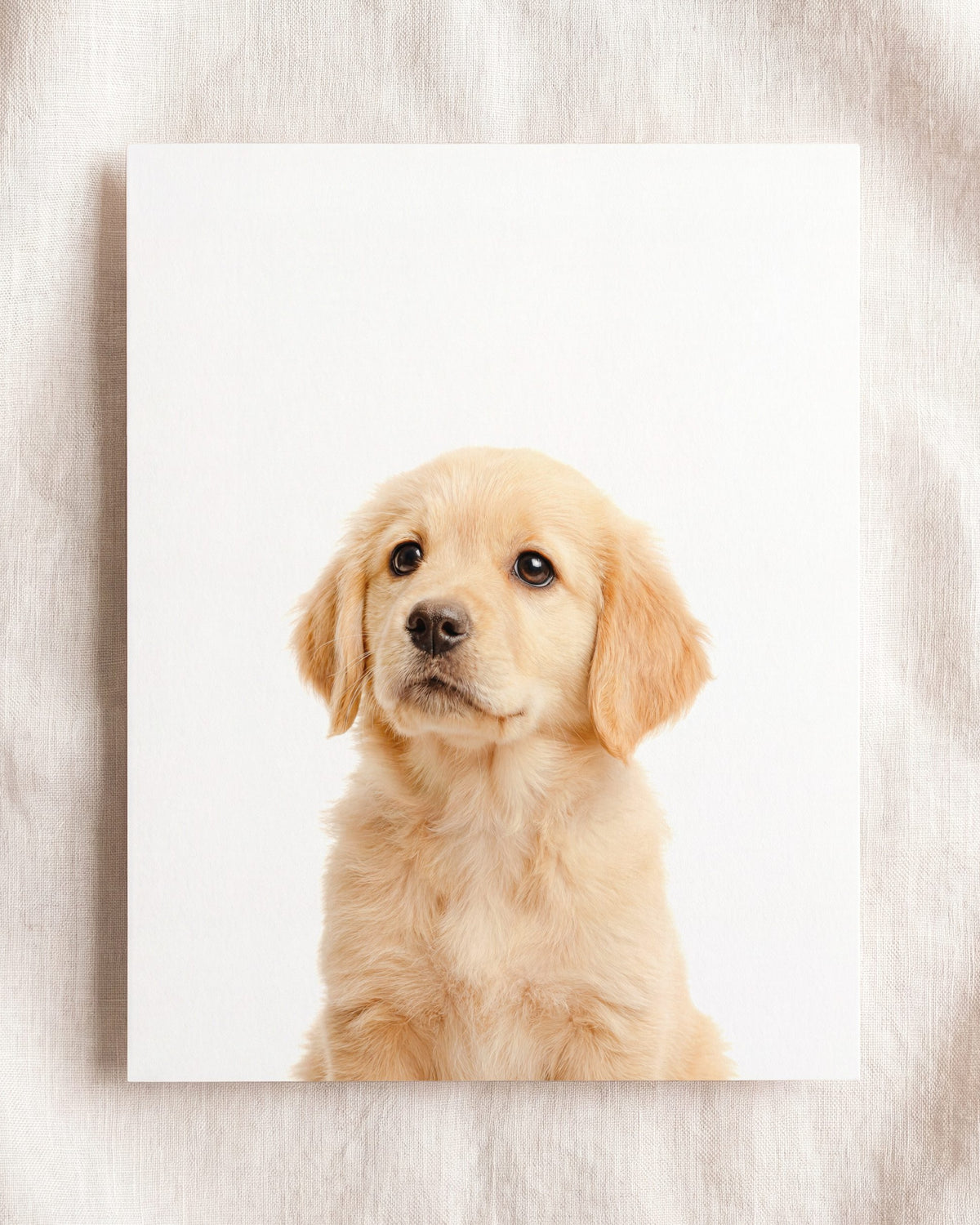 The Baby Animals 2026 Collection