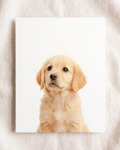 The Baby Animals 2026 Collection
