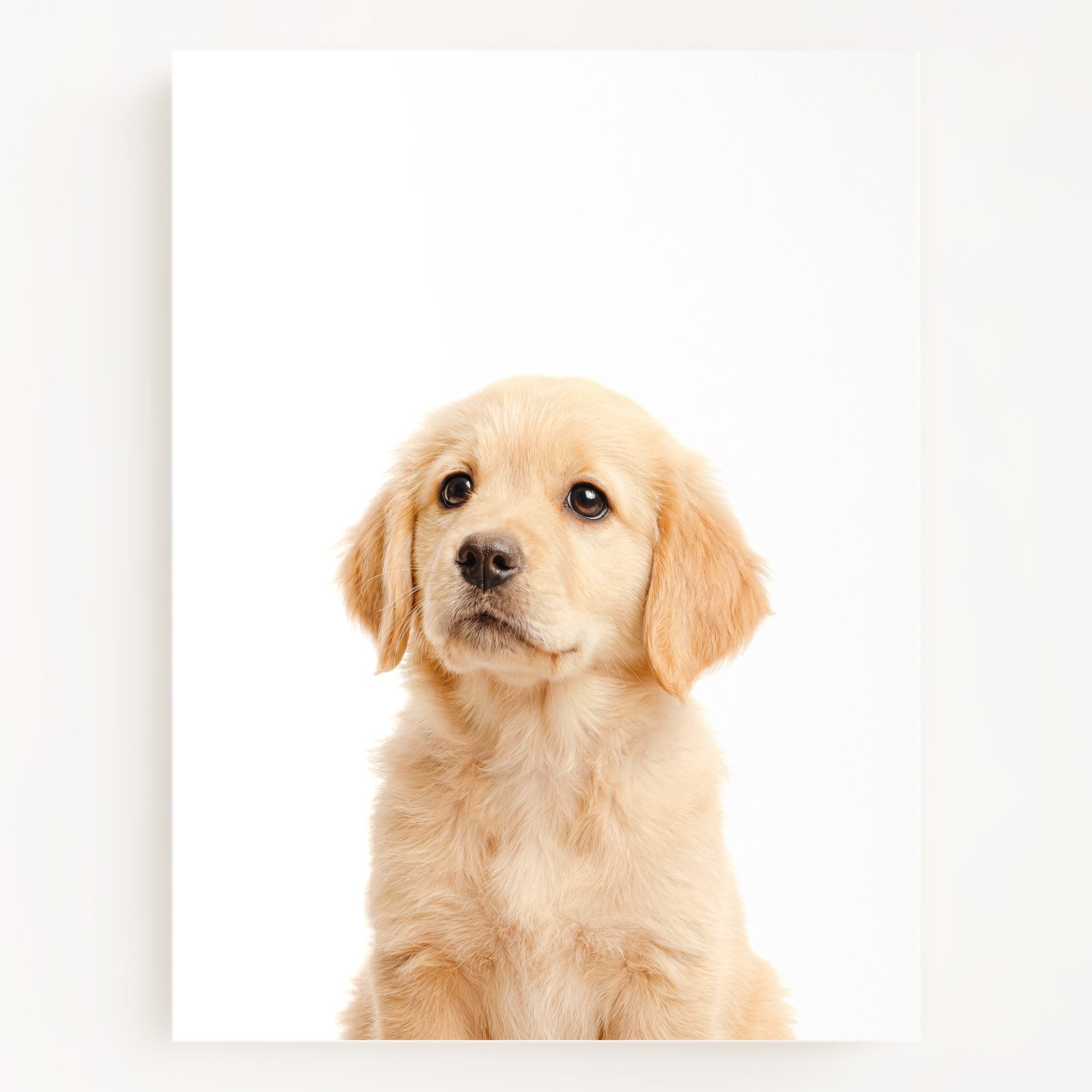 The Baby Animals 2026 Collection