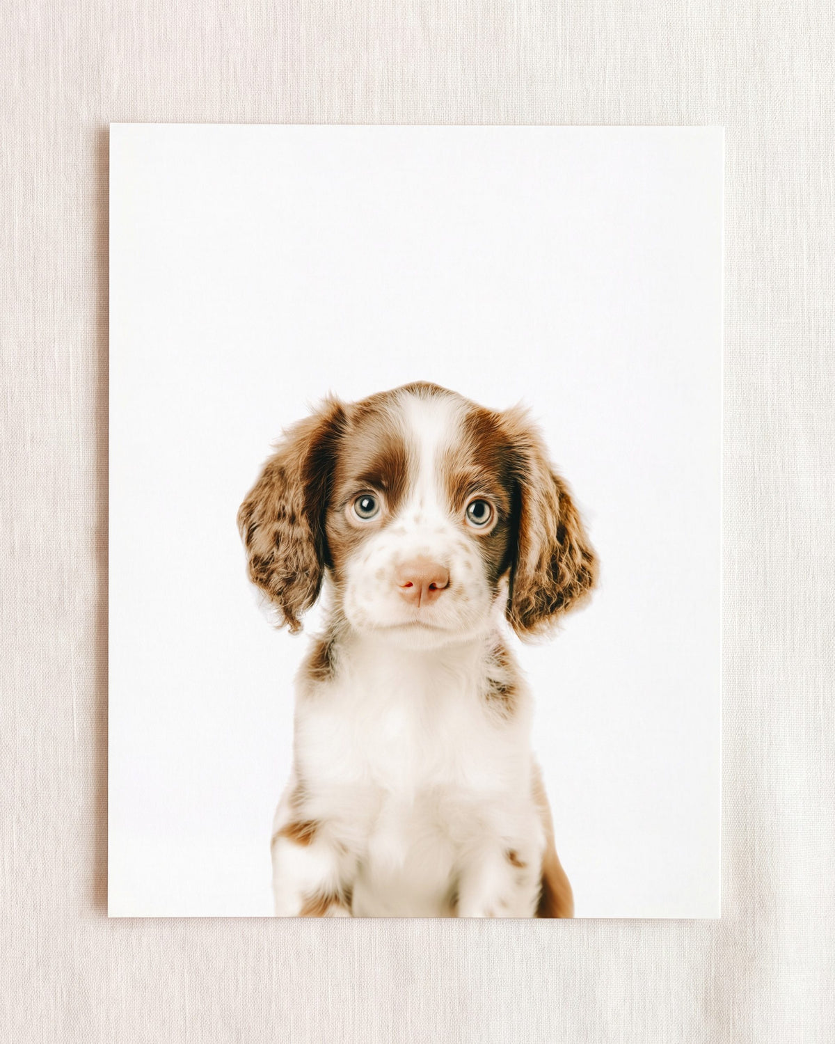 The Baby Animals 2026 Collection