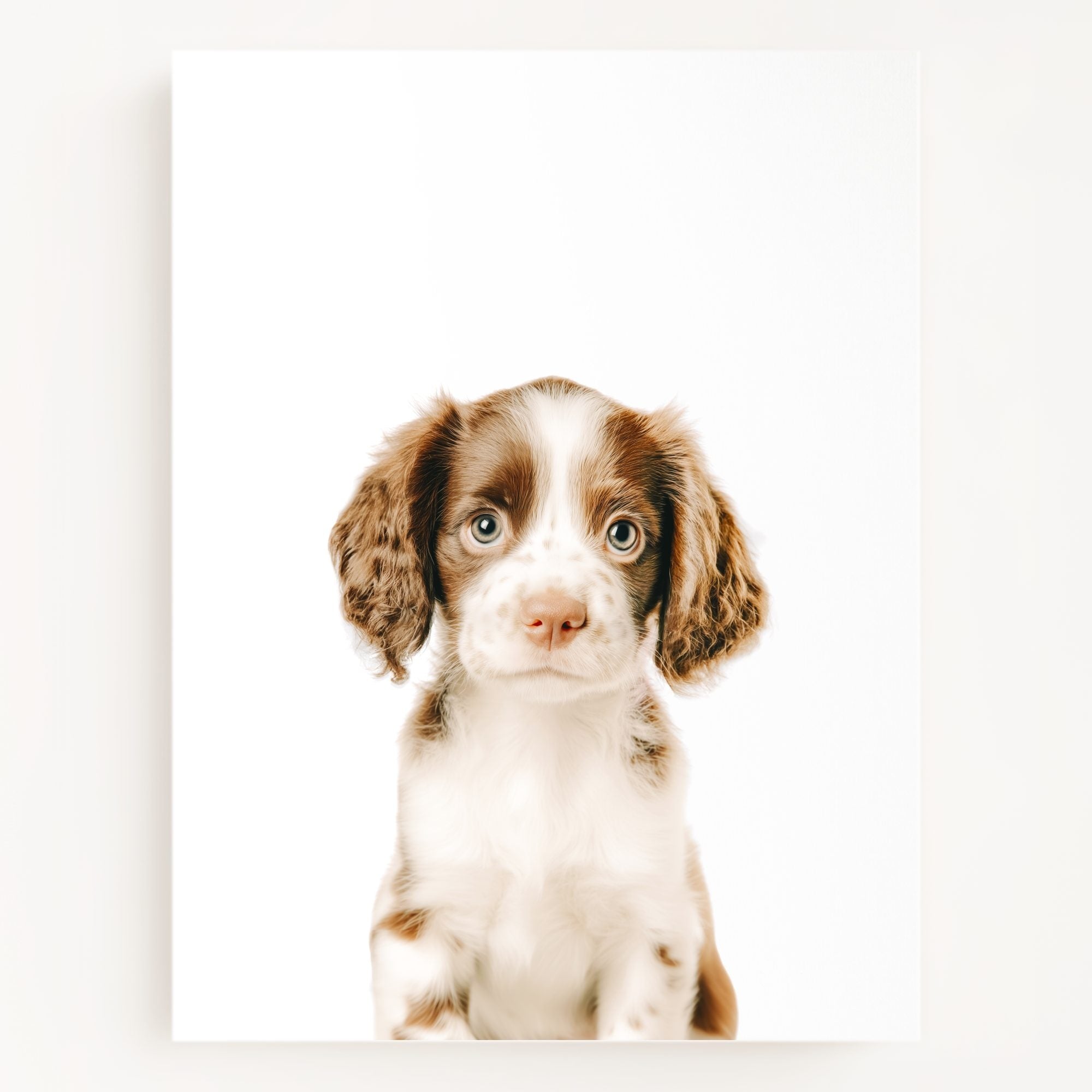 The Baby Animals 2026 Collection
