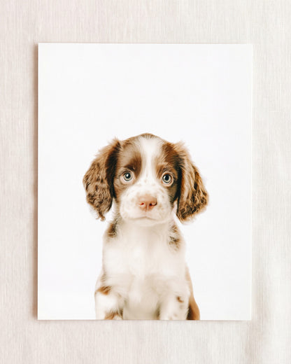 The Baby Animals 2026 Collection