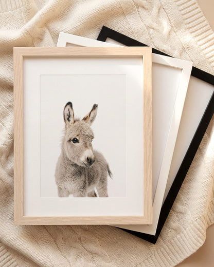 The Baby Animals 2026 Collection