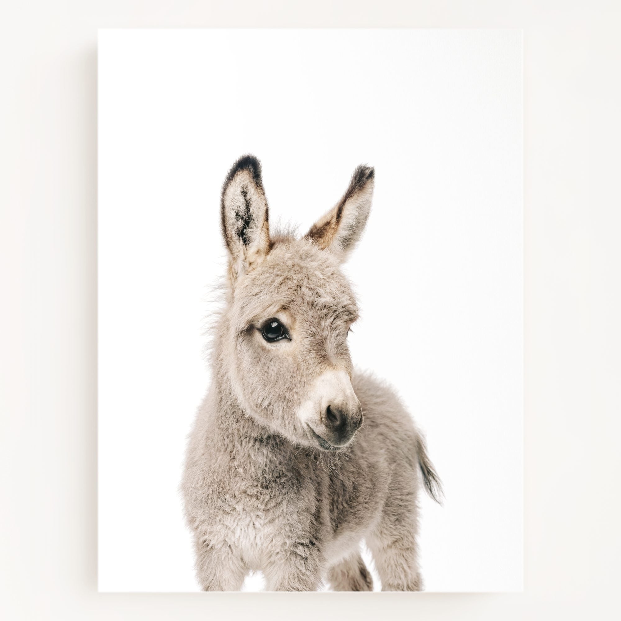 The Baby Animals 2026 Collection