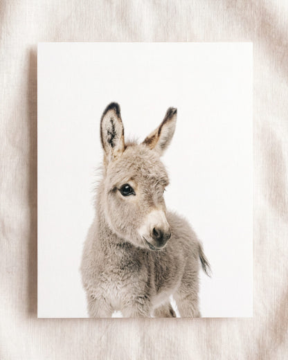The Baby Animals 2026 Collection