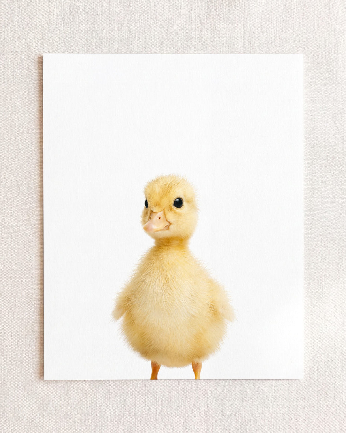 The Baby Animals 2026 Collection