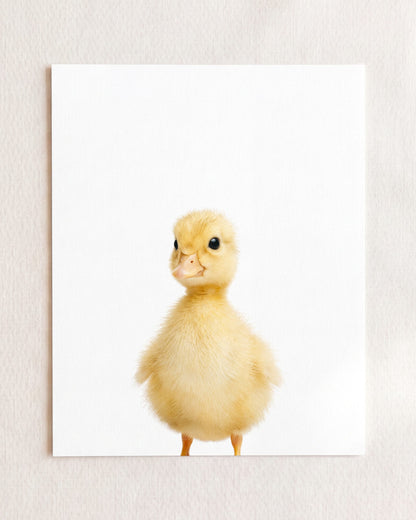 The Baby Animals 2026 Collection