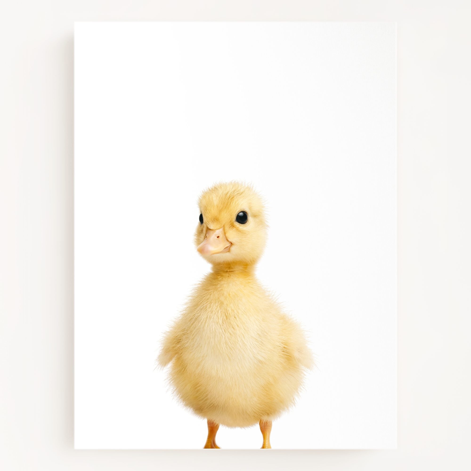 The Baby Animals 2026 Collection