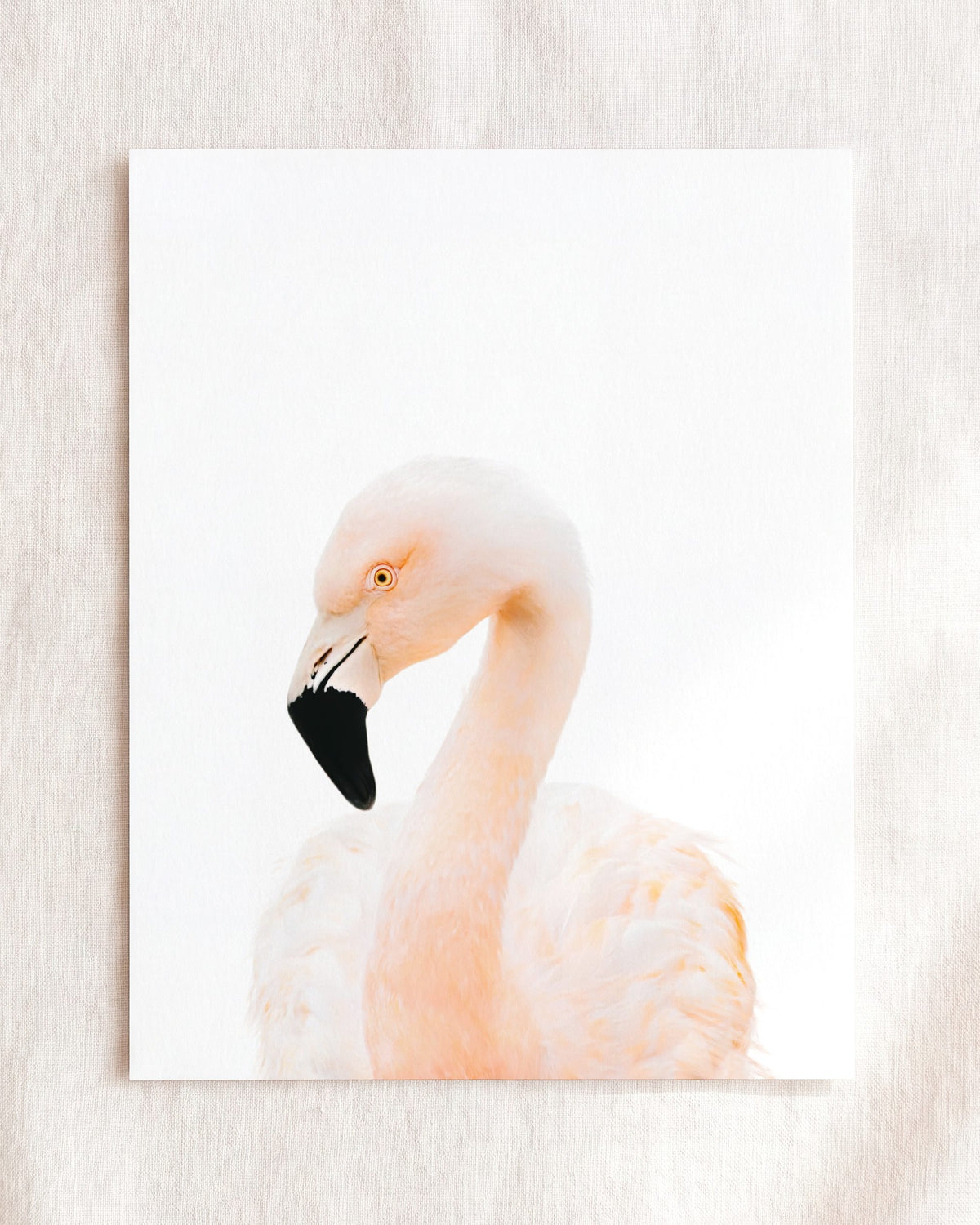 The Baby Animals 2026 Collection