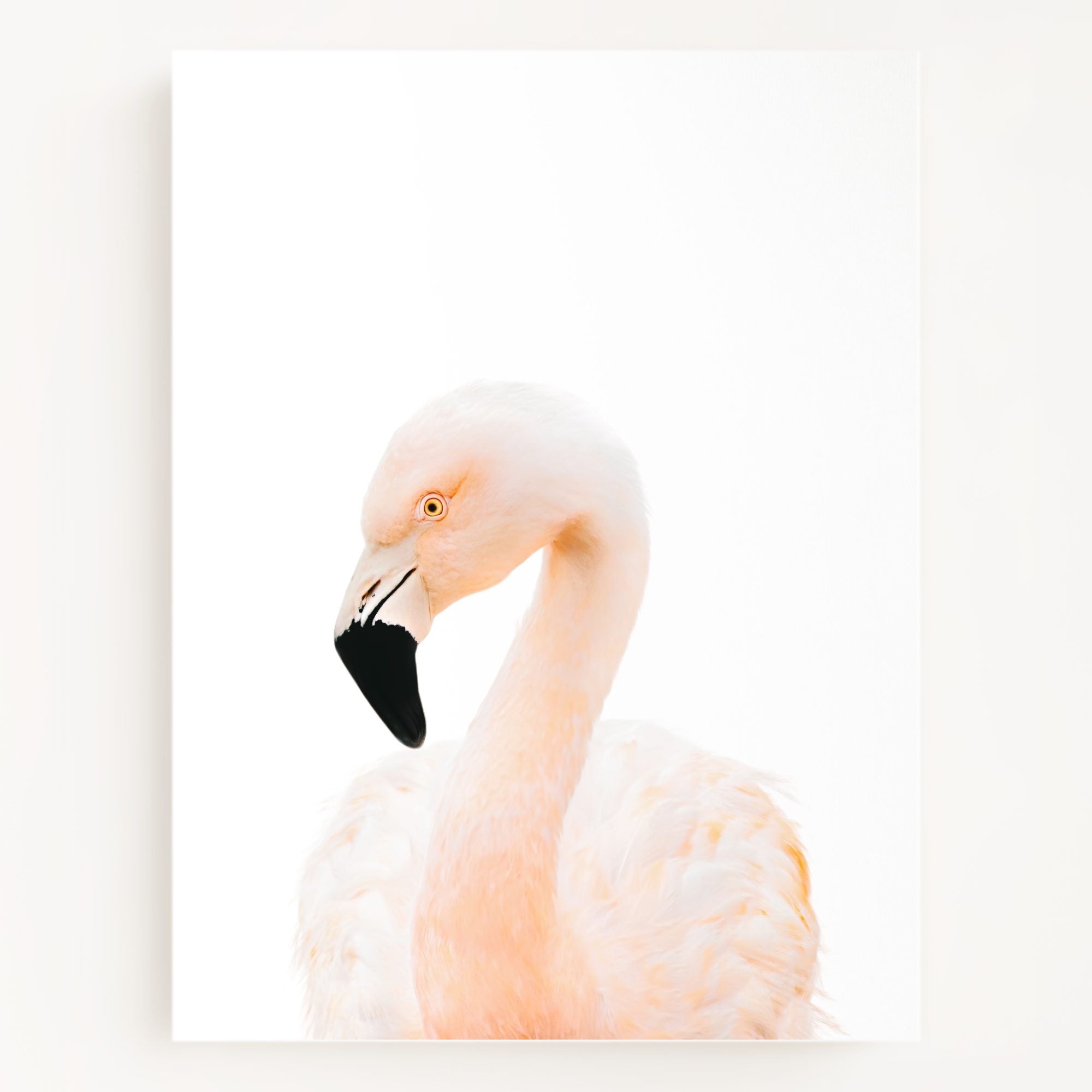 The Baby Animals 2026 Collection