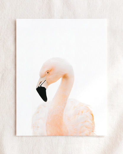 The Baby Animals 2026 Collection