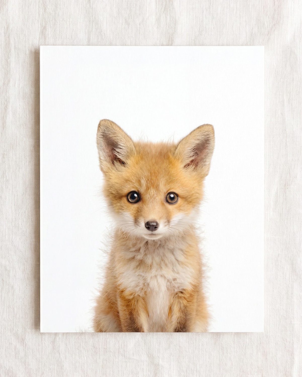 The Baby Animals 2026 Collection