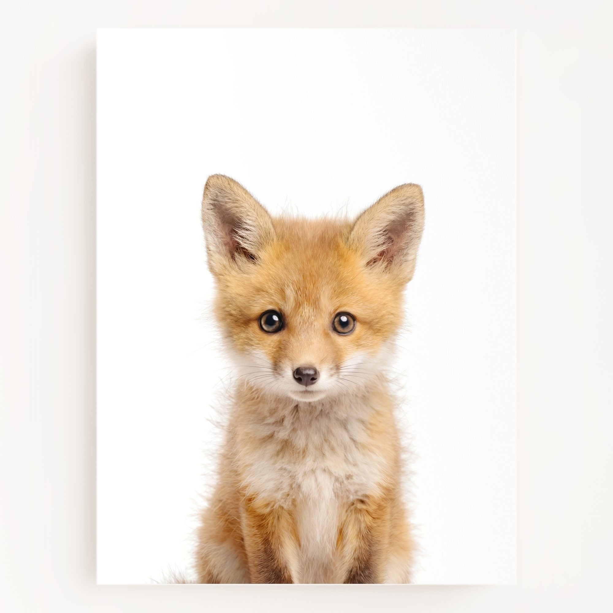 The Baby Animals 2026 Collection
