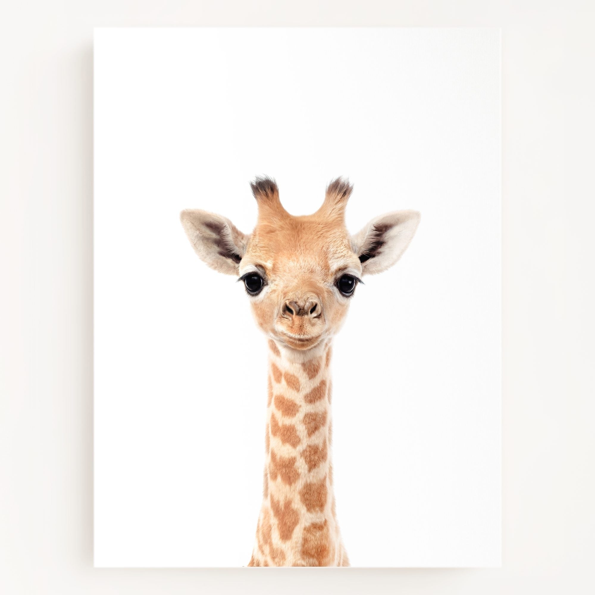 The Baby Animals 2026 Collection