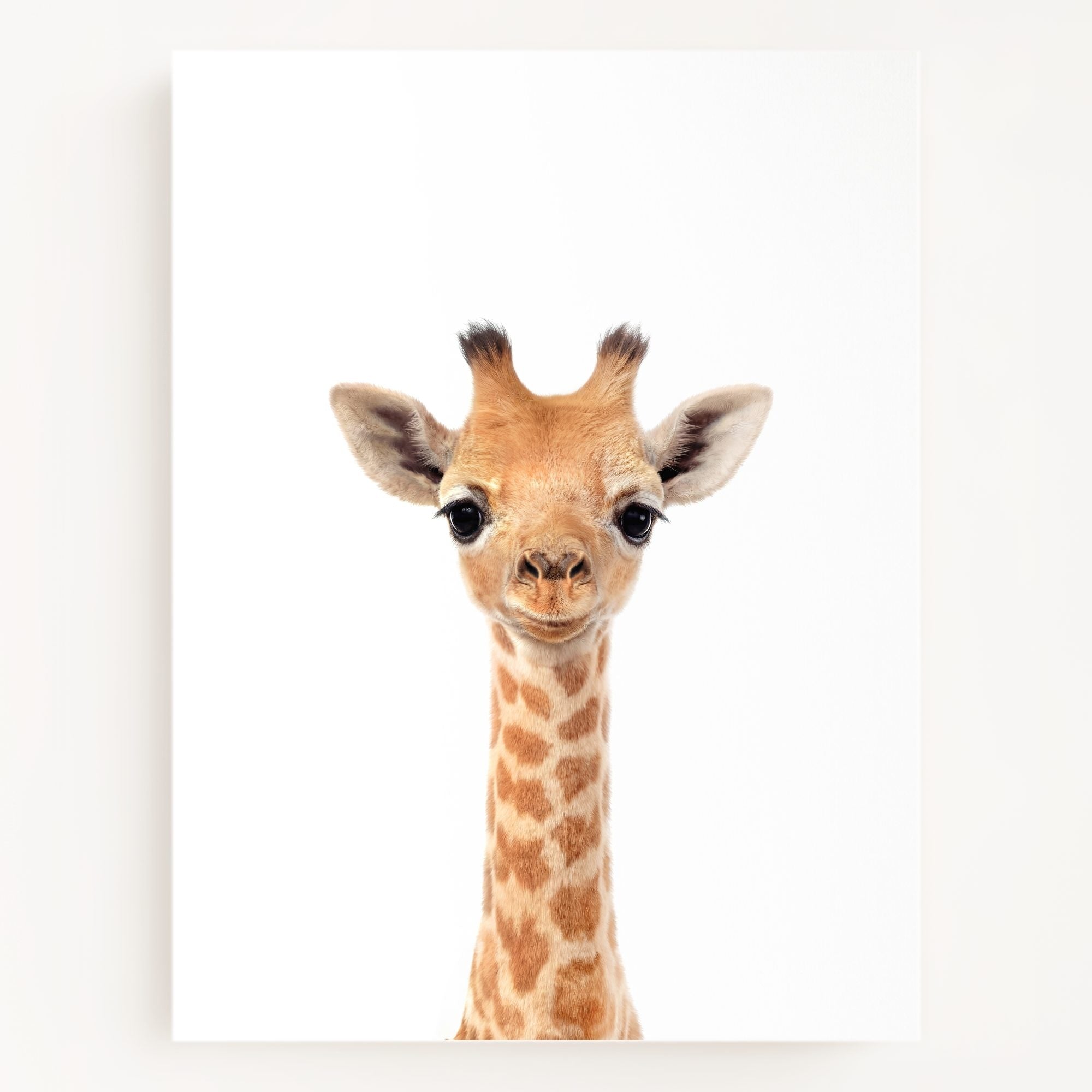 The Baby Animals 2026 Collection