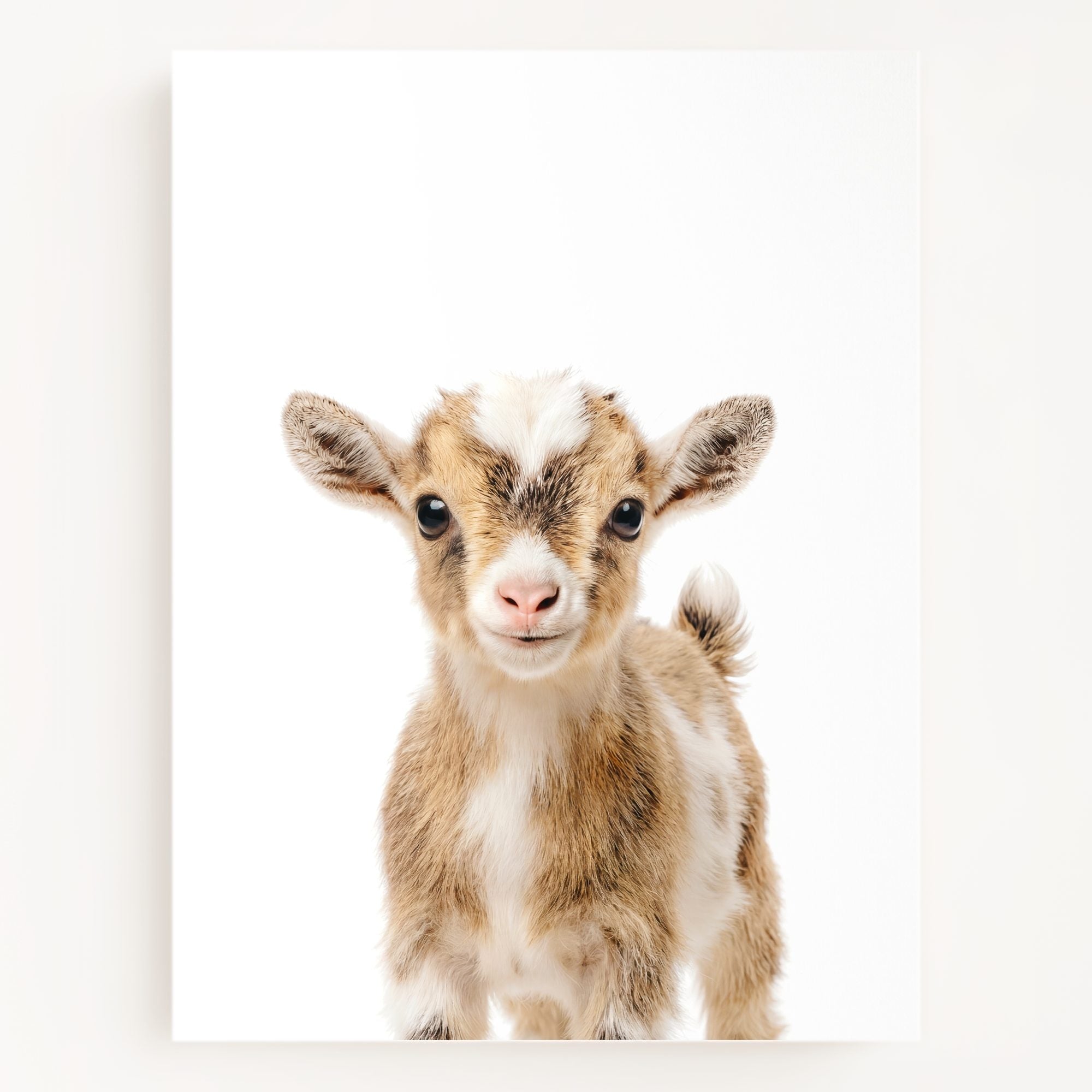 The Baby Animals 2026 Collection