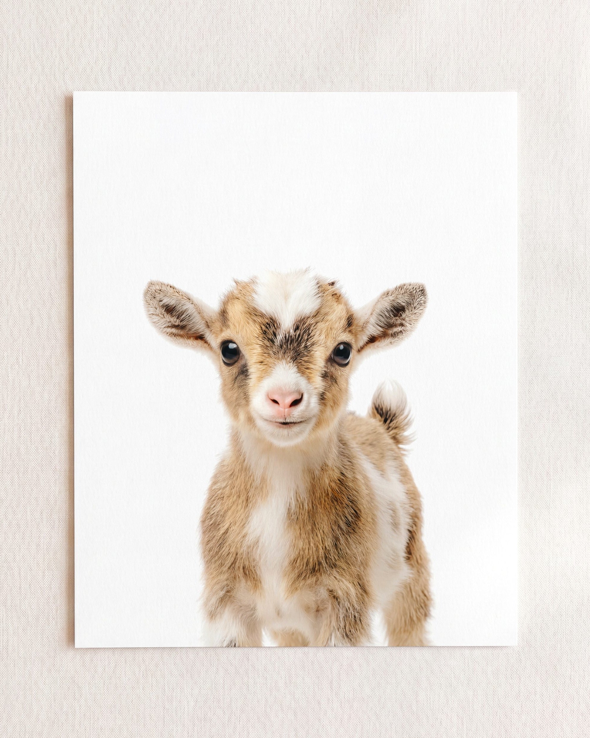 The Baby Animals 2026 Collection