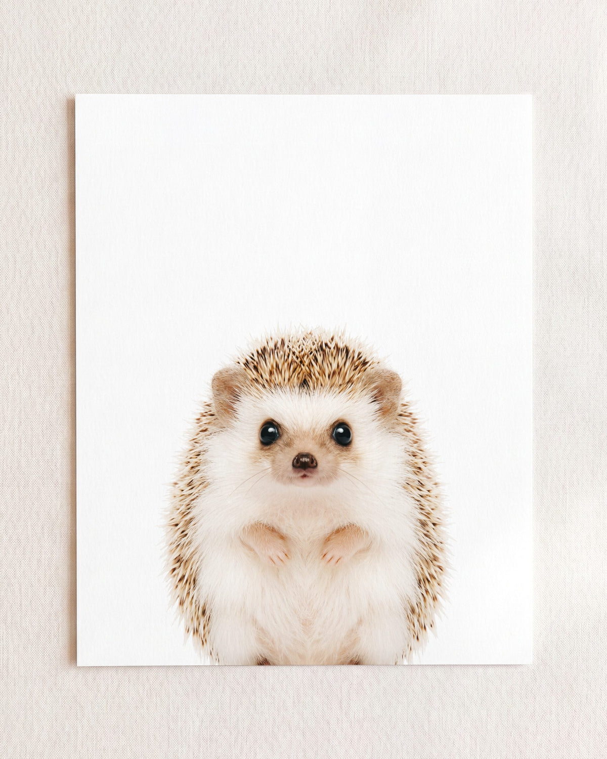 The Baby Animals 2026 Collection