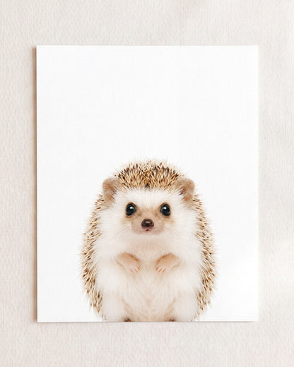 The Baby Animals 2026 Collection
