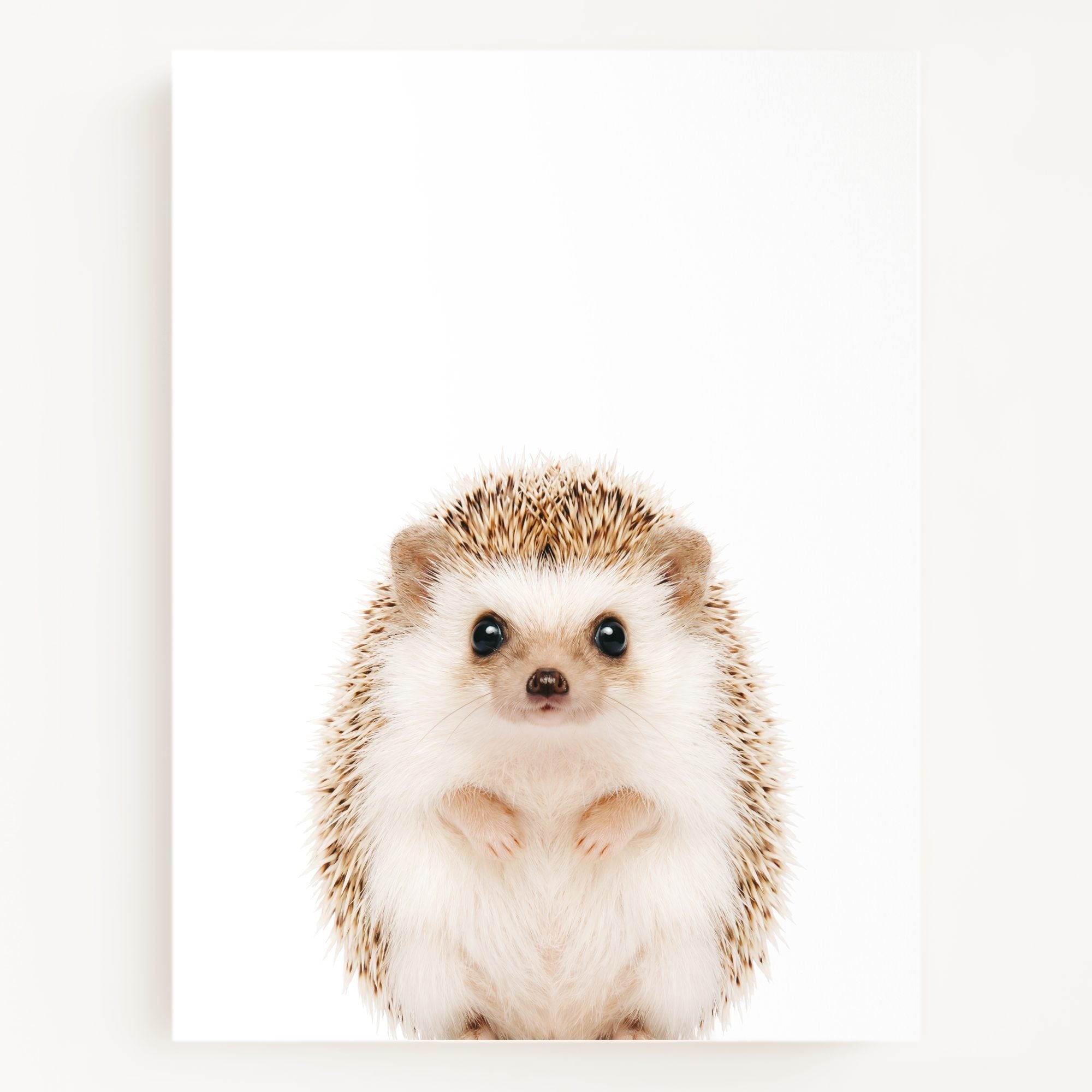 The Baby Animals 2026 Collection