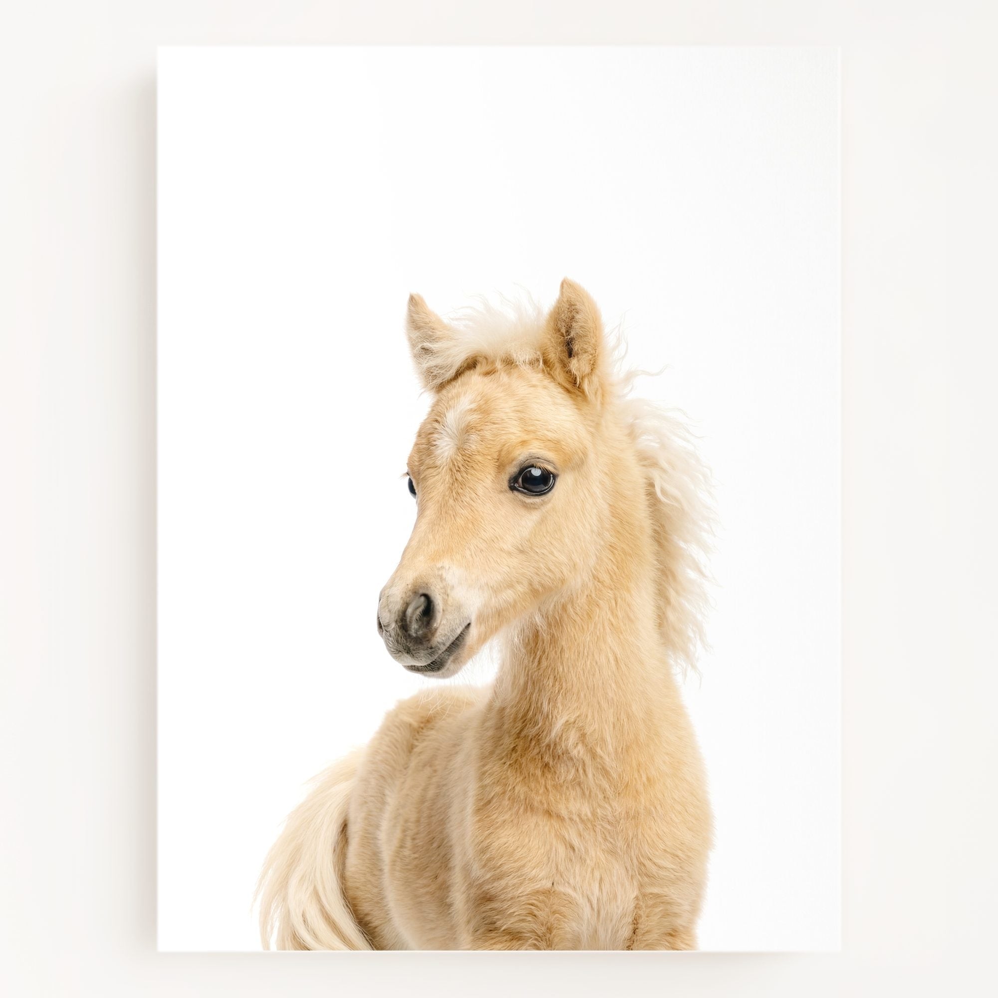 The Baby Animals 2026 Collection