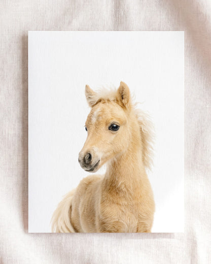 The Baby Animals 2026 Collection