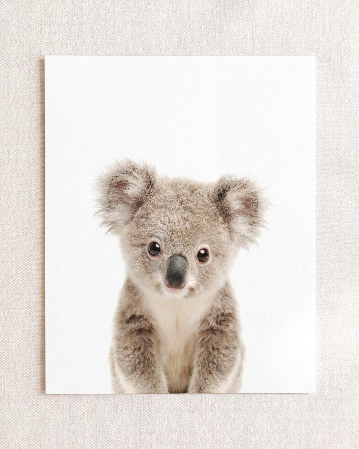 The Baby Animals 2026 Collection