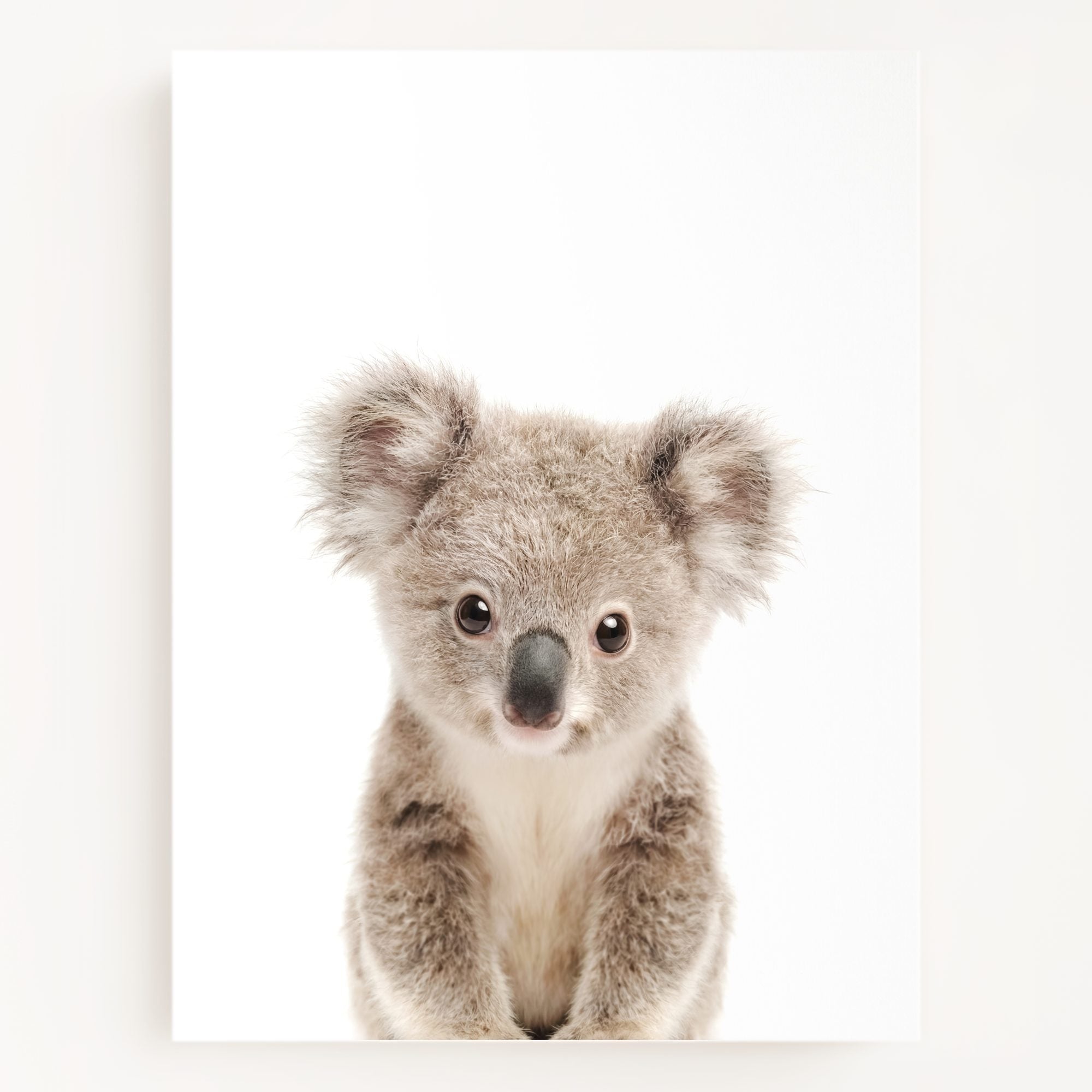 The Baby Animals 2026 Collection