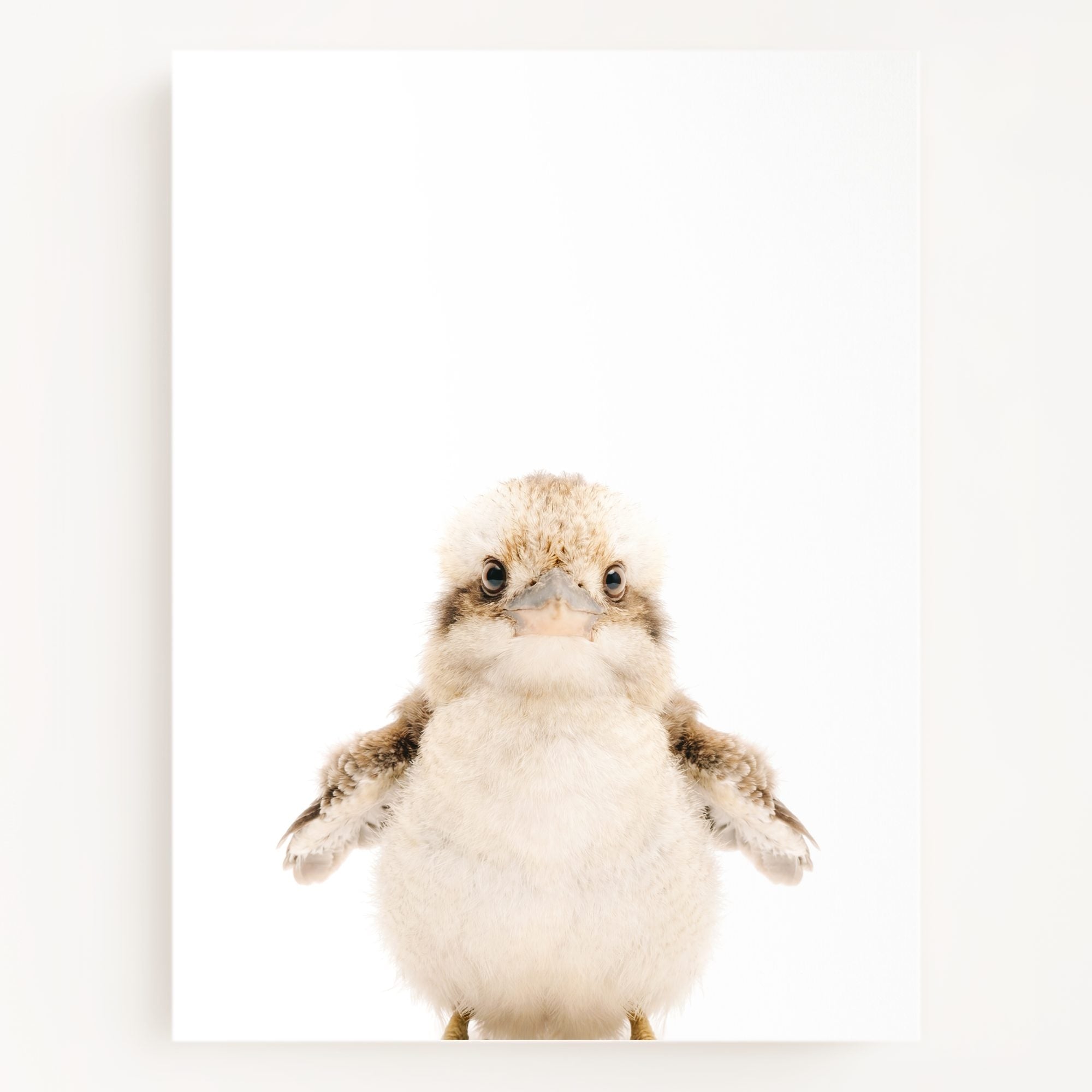 The Baby Animals 2026 Collection