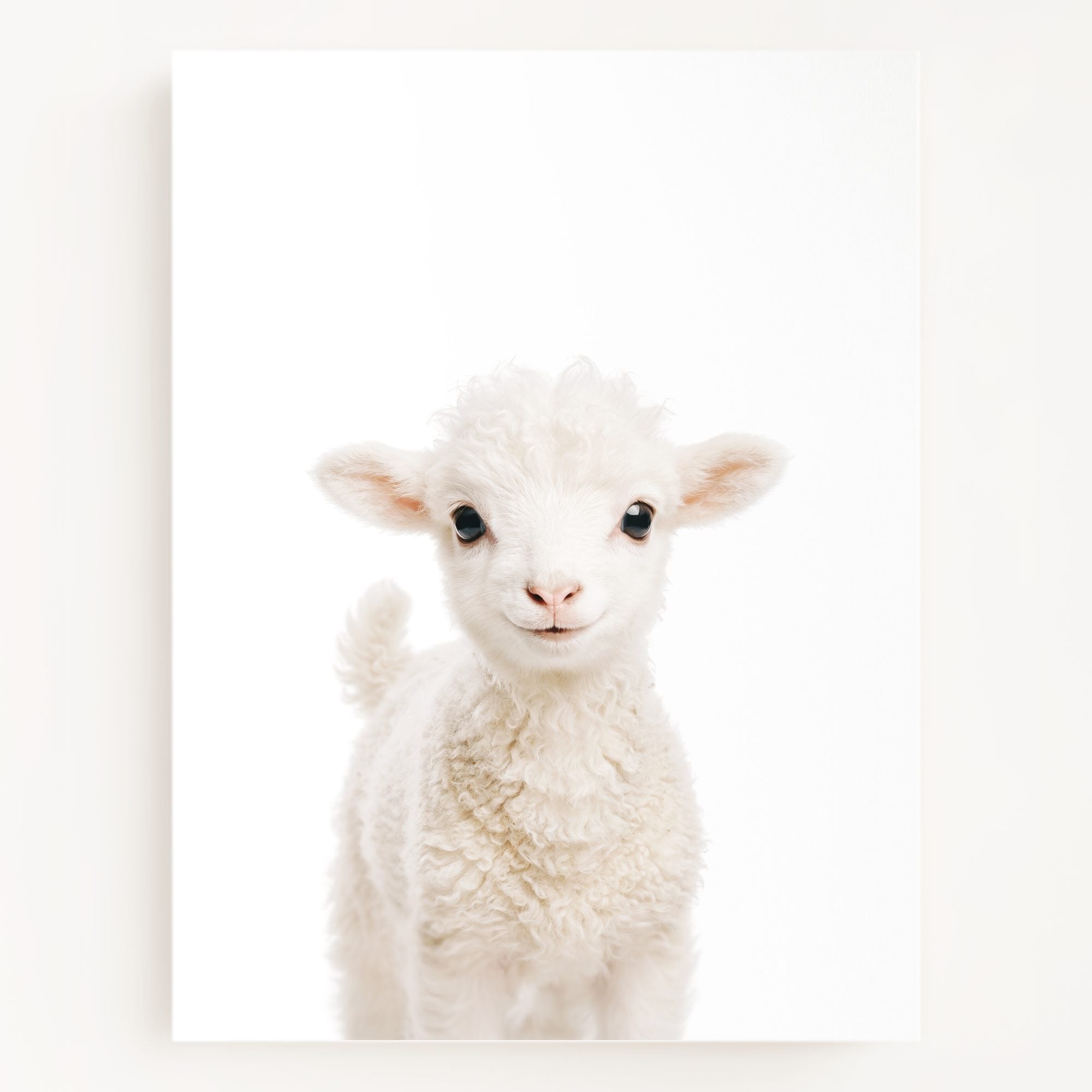 The Baby Animals 2026 Collection