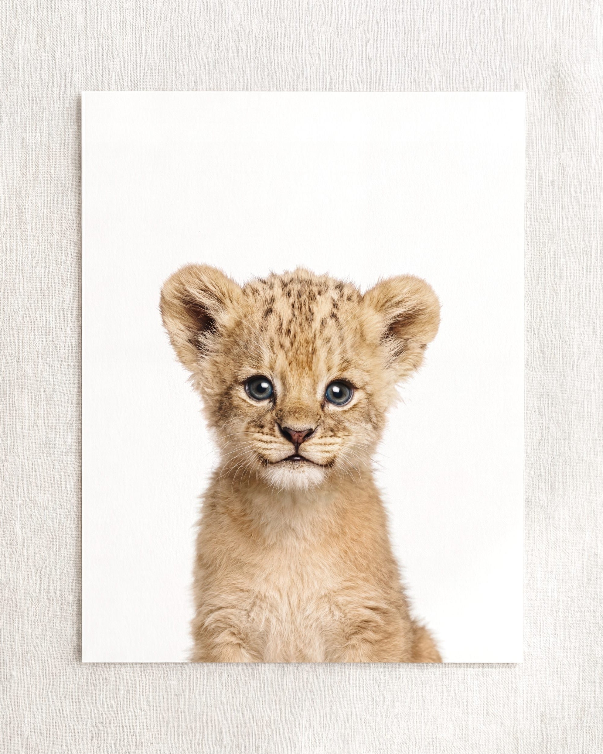 The Baby Animals 2026 Collection