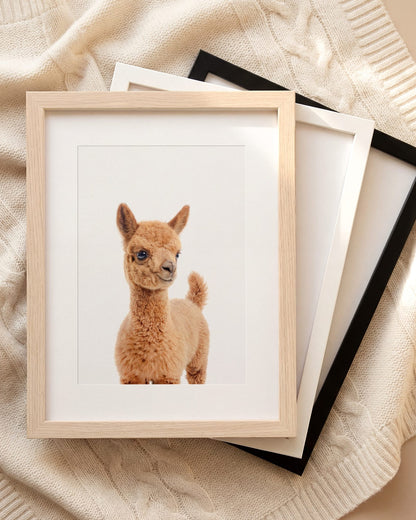 The Baby Animals 2026 Collection