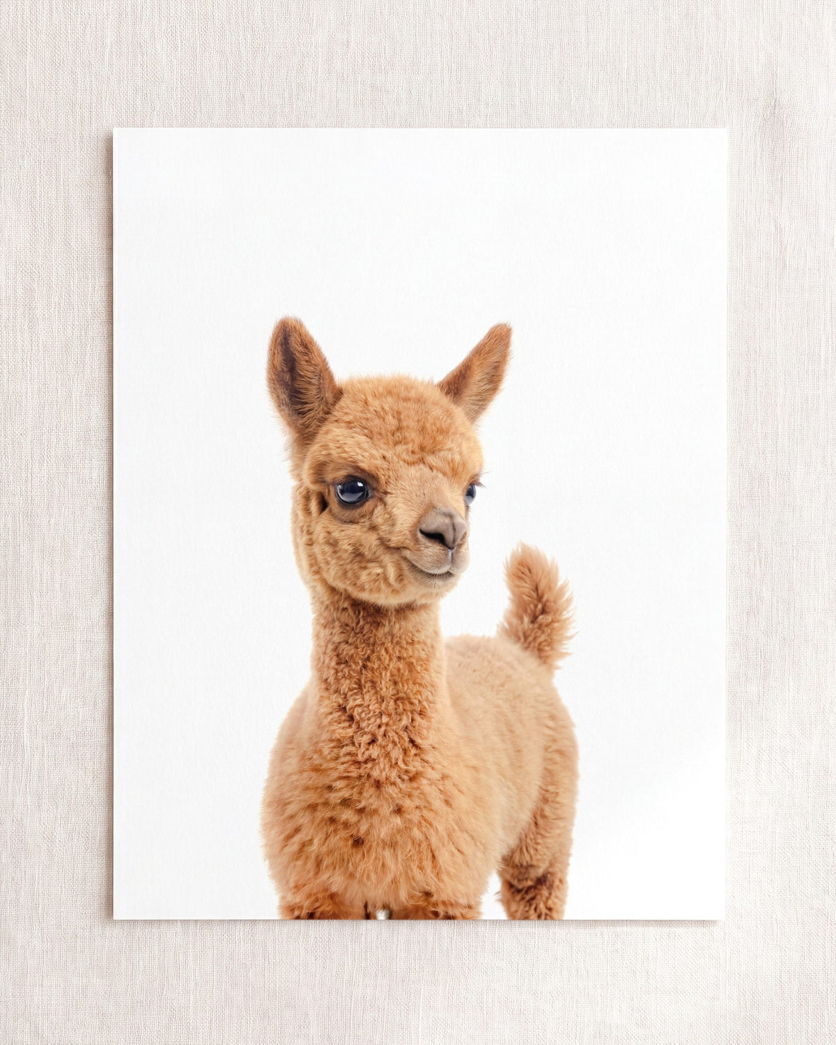 The Baby Animals 2026 Collection