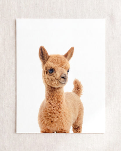 The Baby Animals 2026 Collection