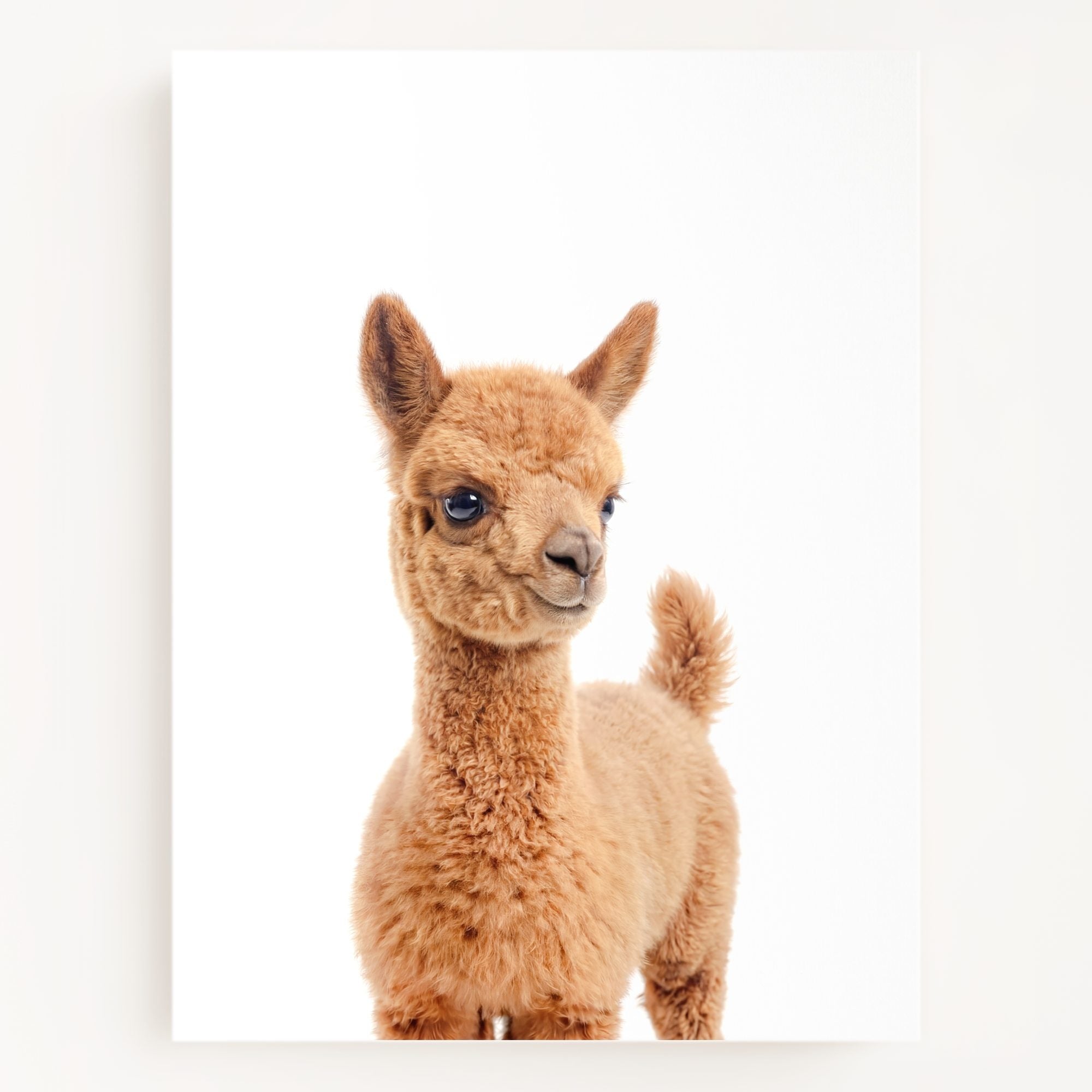 The Baby Animals 2026 Collection