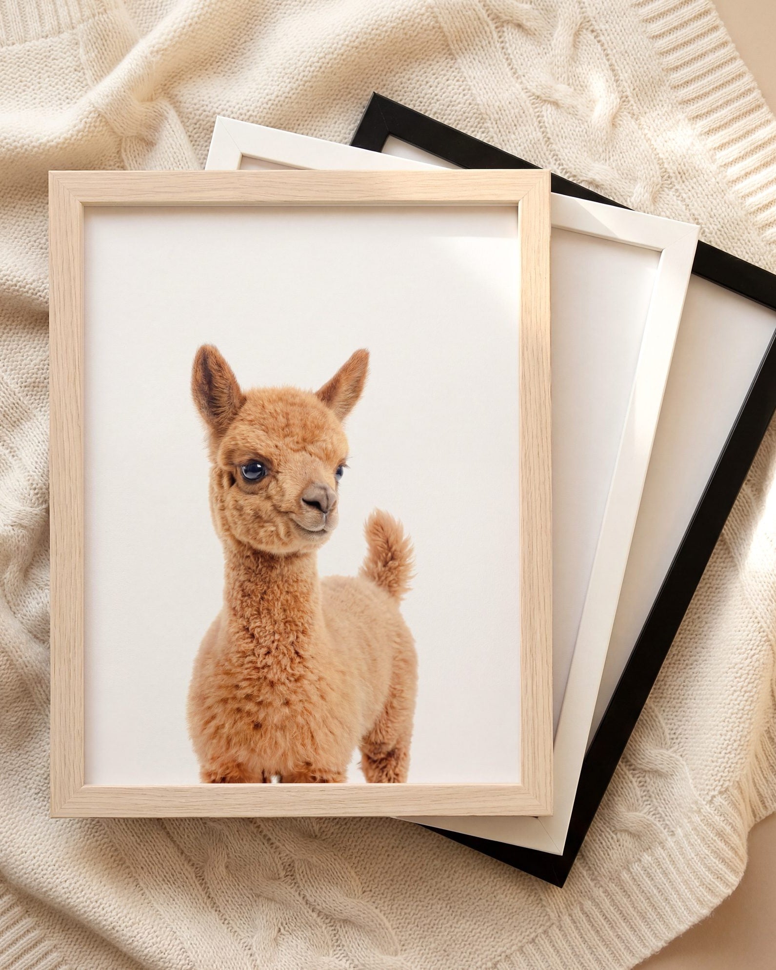 The Baby Animals 2026 Collection