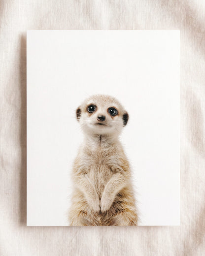 The Baby Animals 2026 Collection