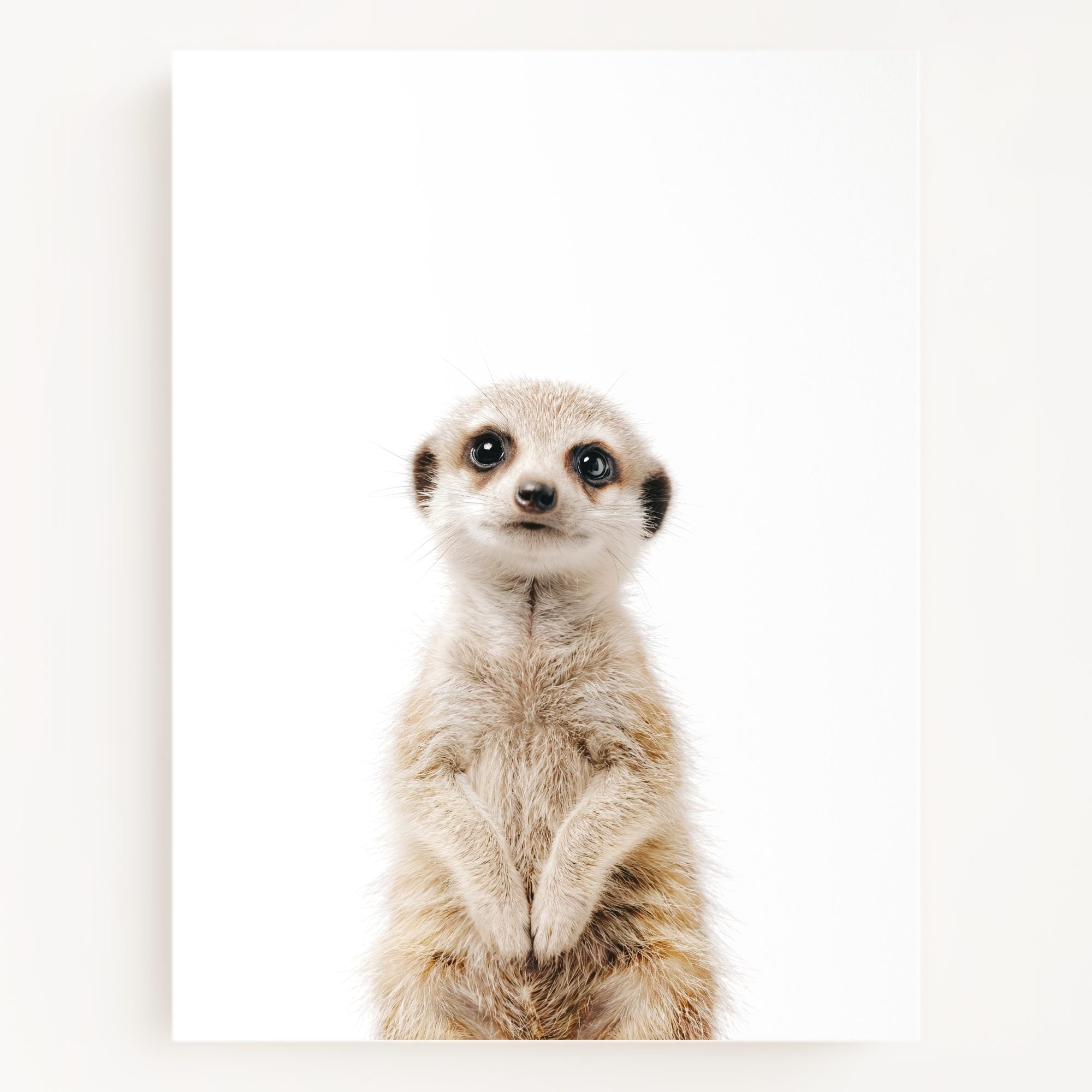The Baby Animals 2026 Collection