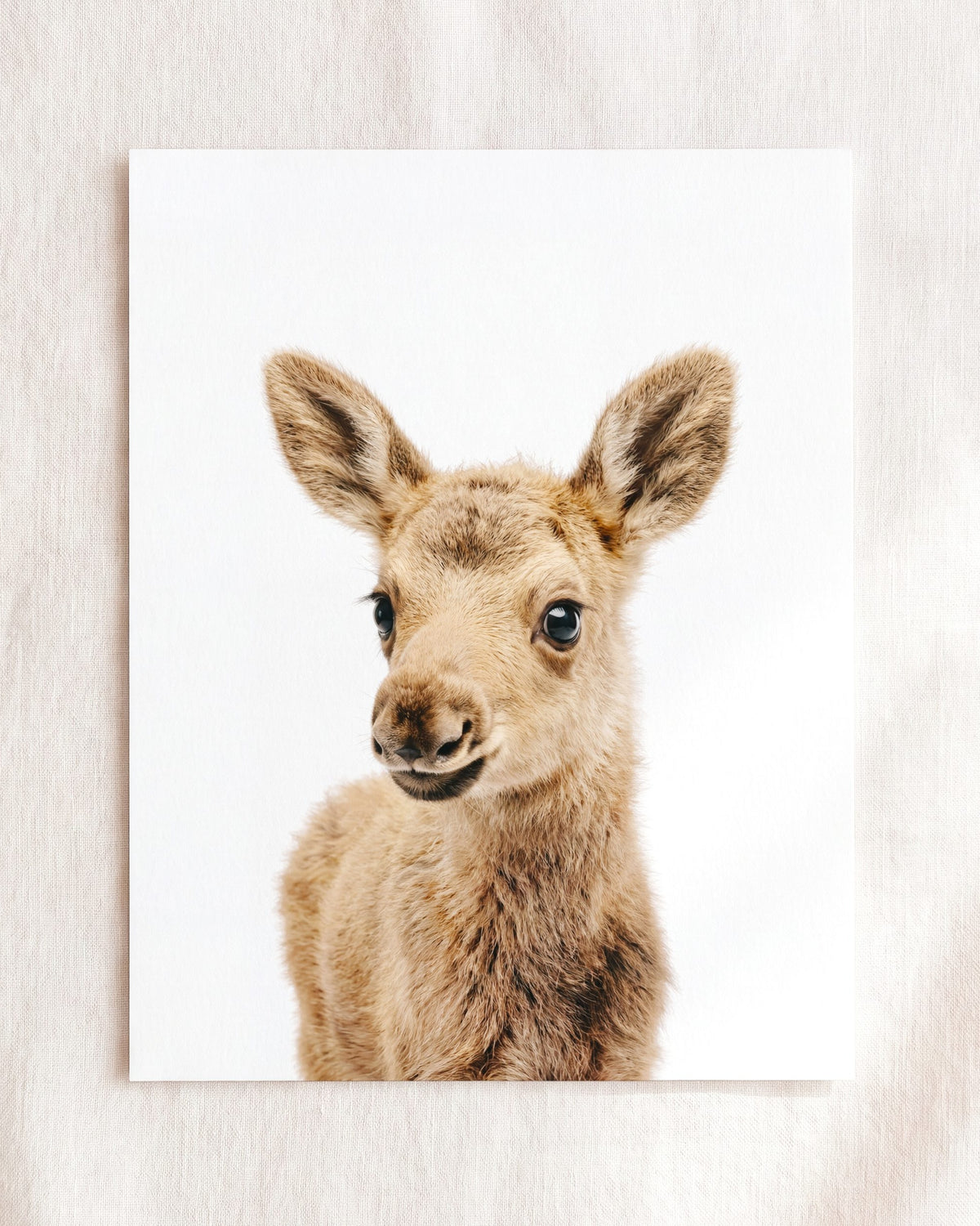 The Baby Animals 2026 Collection