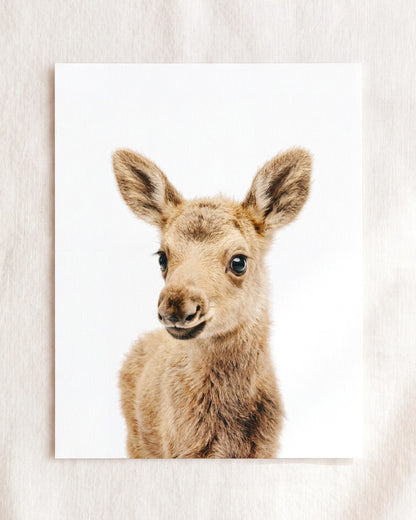 The Baby Animals 2026 Collection