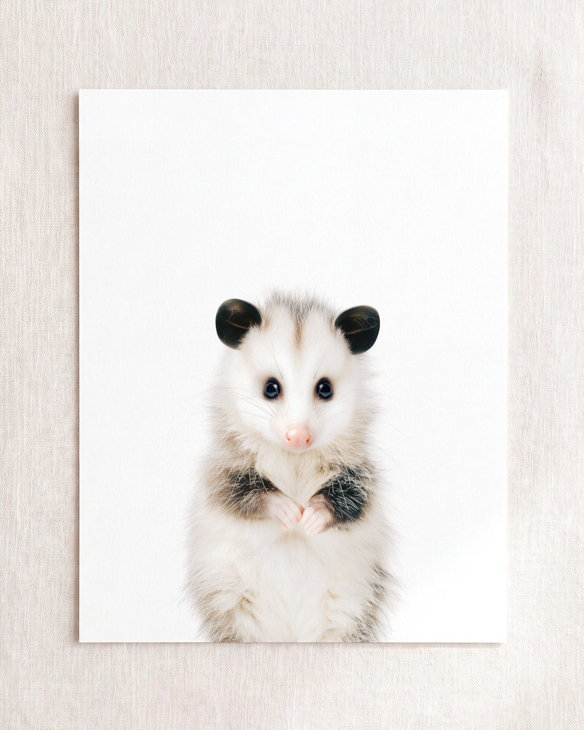 The Baby Animals 2026 Collection