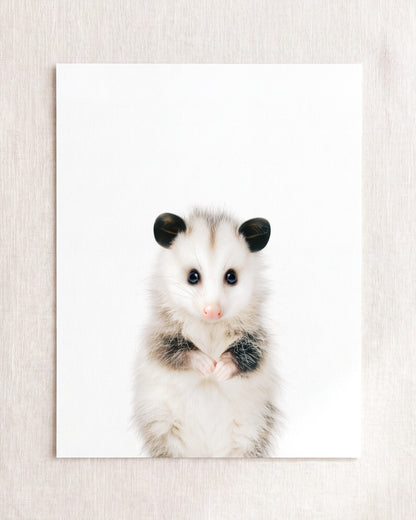 The Baby Animals 2026 Collection
